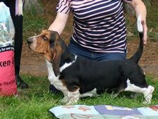 Kevin Gloomy Clown at Switherland - Best Puppy in Show