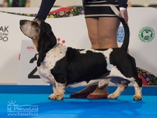 European dog show Warszawa