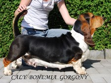 Caly Bohemia Gorgony